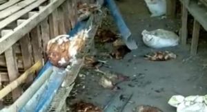  Beruang Masuk Pemukiman Warga di Kerinci, Puluhan Ayam Telah Dimangsa