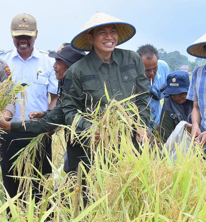 Bupati Batanghari Muhammad Fadhil Arief, SE saat panen raya padi sawah di desa Teluk Leban, Kecamatan Maro Sebo Ulu.....