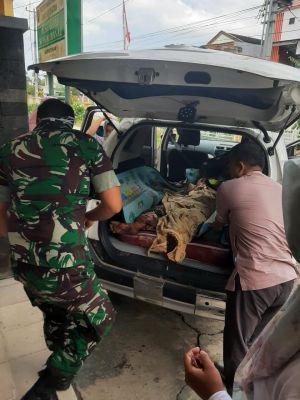  Serangan Harimau Sumatra, Babinsa Bersama Tim Kesehatan Sigap Evakuasi Korban