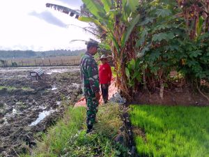  Upaya Hanpangan, Babinsa Dampingi Petani di Desa Binaan