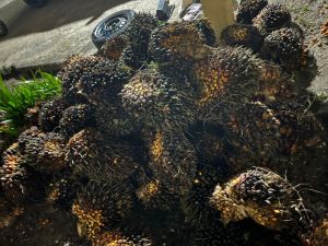  Nyaris Menjadi Bulan-Bulanan Warga, Tersangka Specialis Curi Buah Sawit Diserahkan ke Polisi