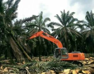  Pemkab Batang Hari Targetkan 3.000 Hektar Kebun Sawit di Replanting 