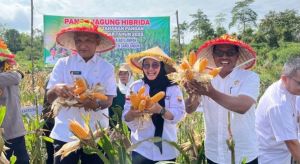  H Hurmin Panen Jagung Hibrida dan Ikan Lele di Desa Batu Ampar