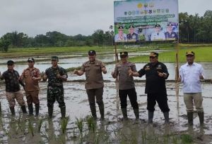  Bupati H M Syukur dan Forkopimda Tanam Padi Sawah Serentak