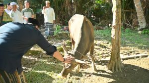 Idul Adha 1447 H, Bupati M. Syukur Salurkan Enam Ekor Sapi Kurban 