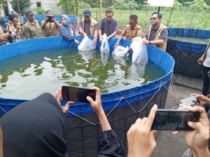 Pertamina EP Jambi Suport Budidaya Ikan Air Tawar di Desa Kasang Lopak Alai, Kecamatan Kumpeh Ulu